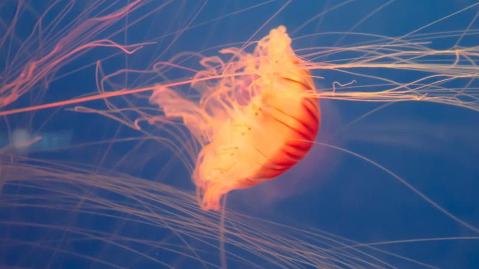 Jellyfish shut down French nuclear power plant