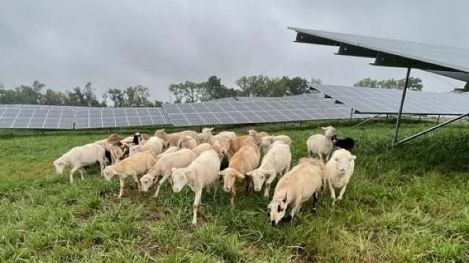 Ewe herd it here first: sheep and pigs manage vegetation at agrivoltaics site