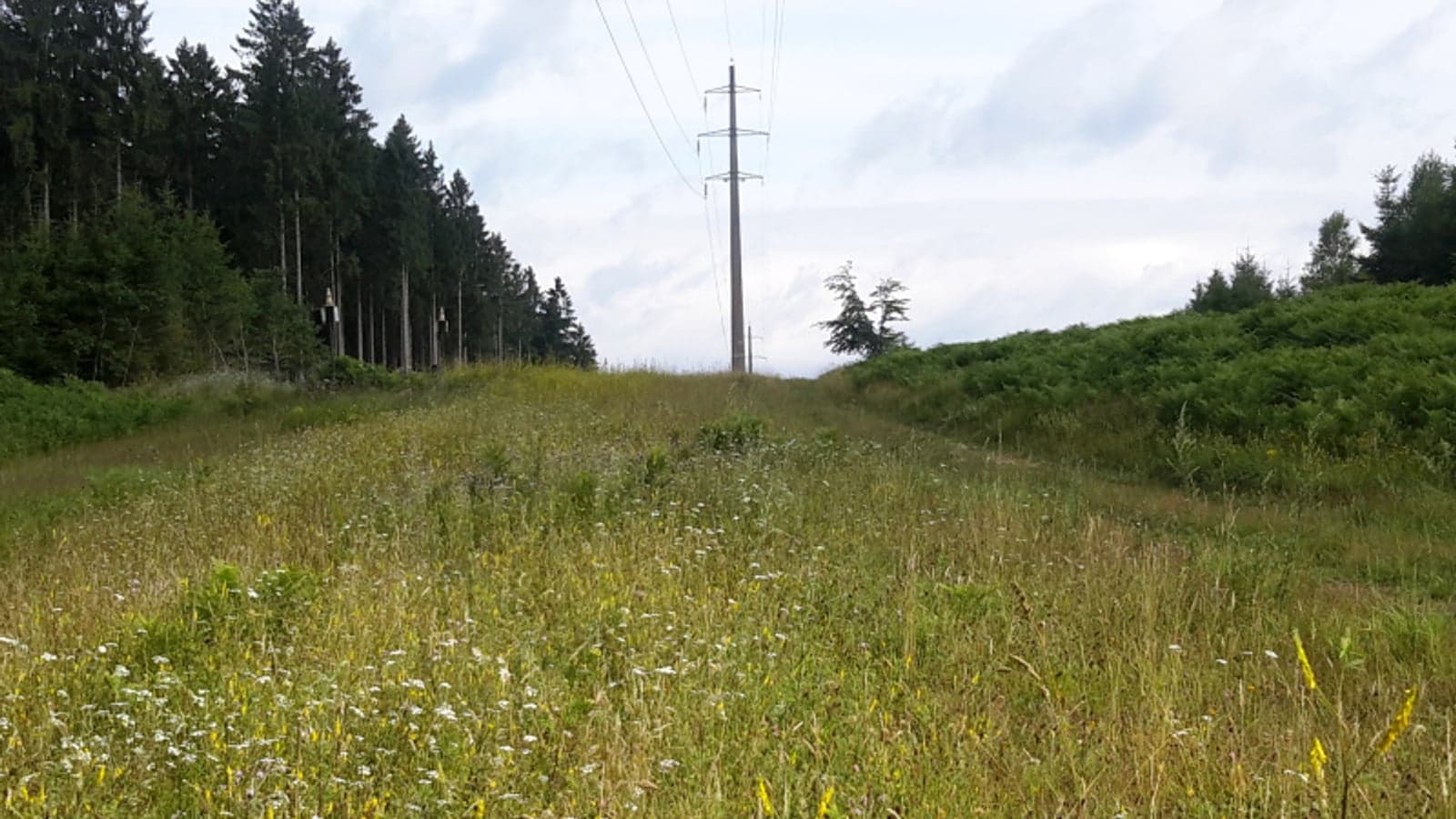 Integrated vegetation management for ‘grid corridors’