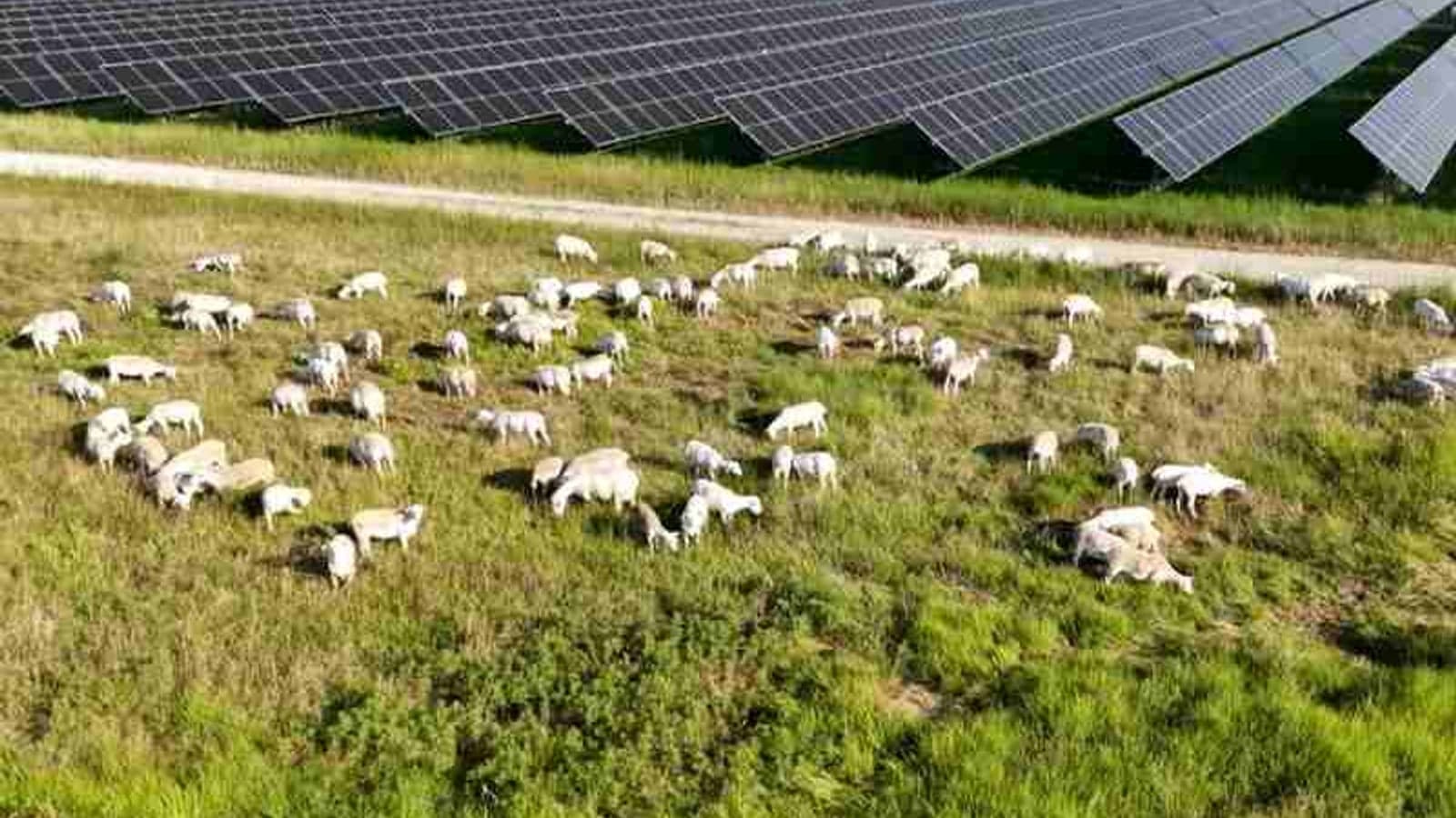 No more sheepless nights: Enel inks largest US solar grazing contract
