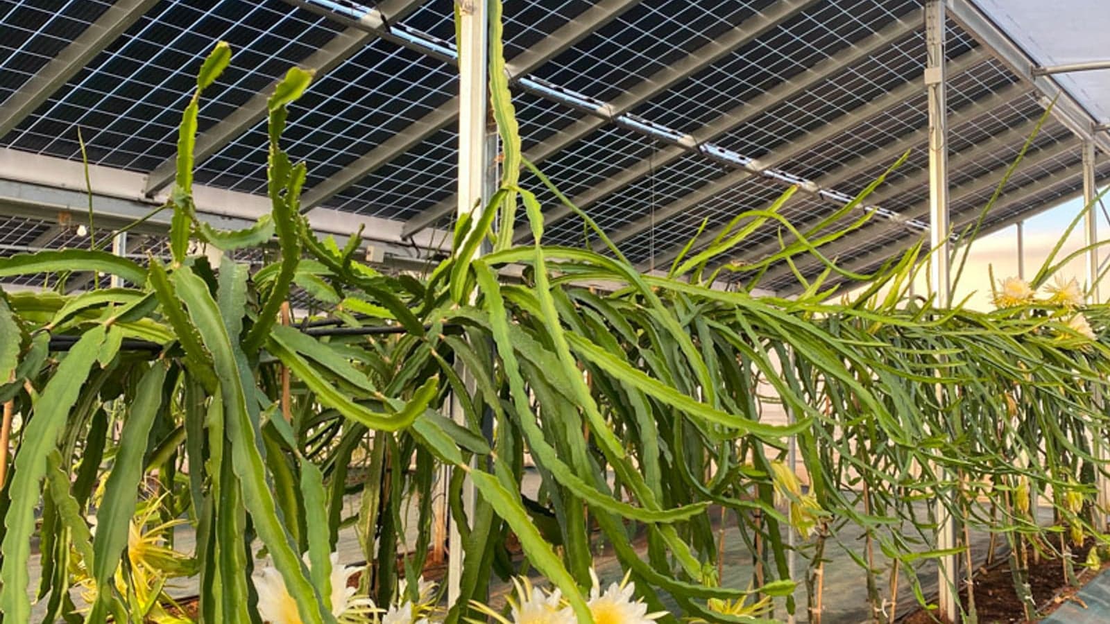 Innovative solutions for a greener rural future: Inside the ECOLOOP project