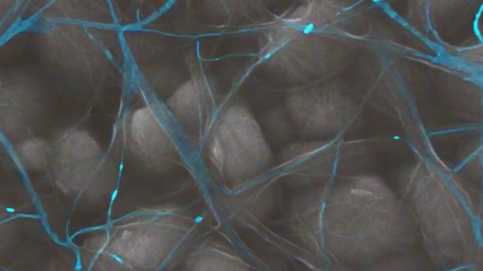 Technology Trending: CarbonEnfo startup, ChatGPT ambassador, graphene nanotube facility