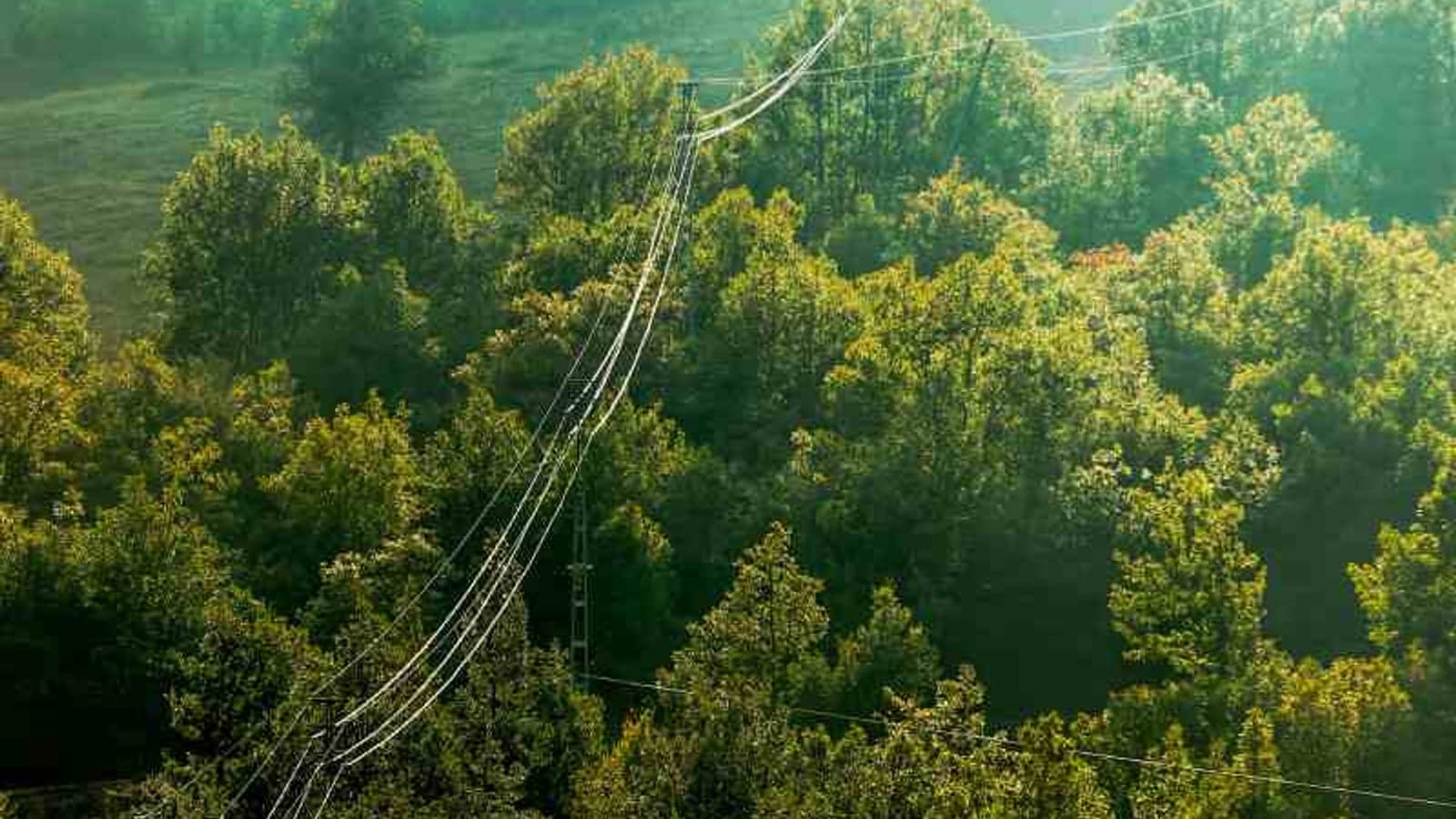 Vegetation inspection, a challenge for Utilities