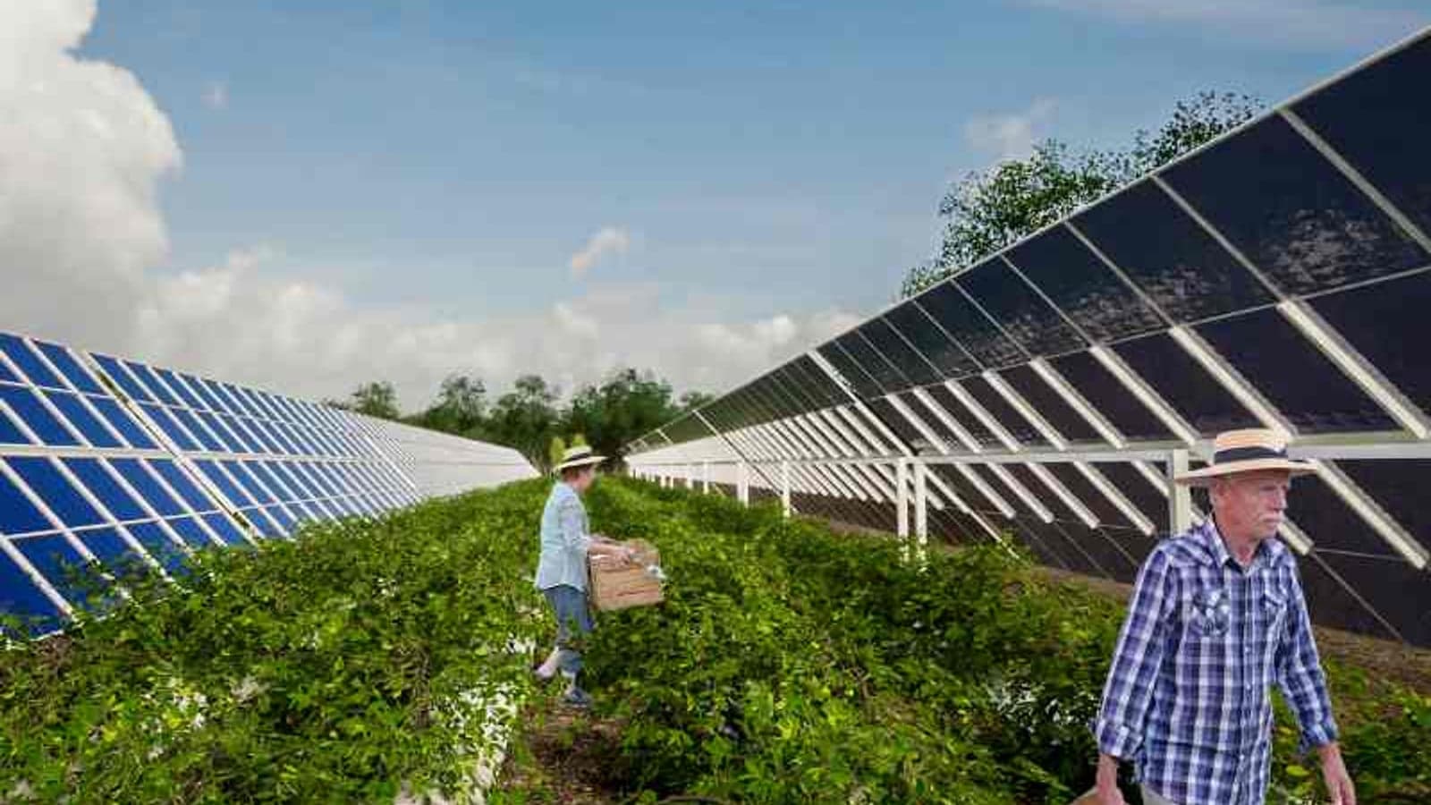 Unergy announces first agrivoltaic projects in Colombia