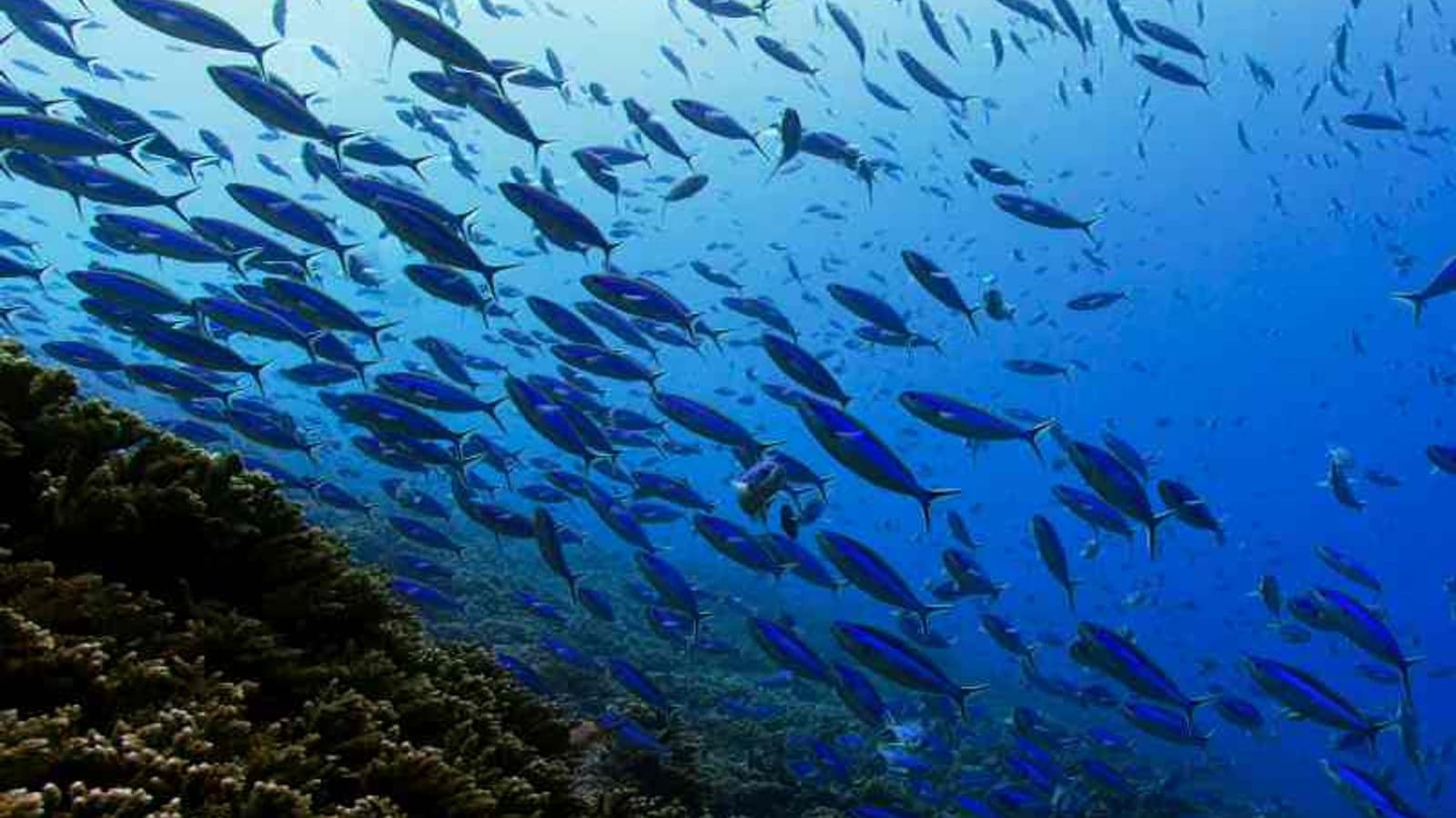 ‘State of the Science’ report updates on marine energy environmental effects