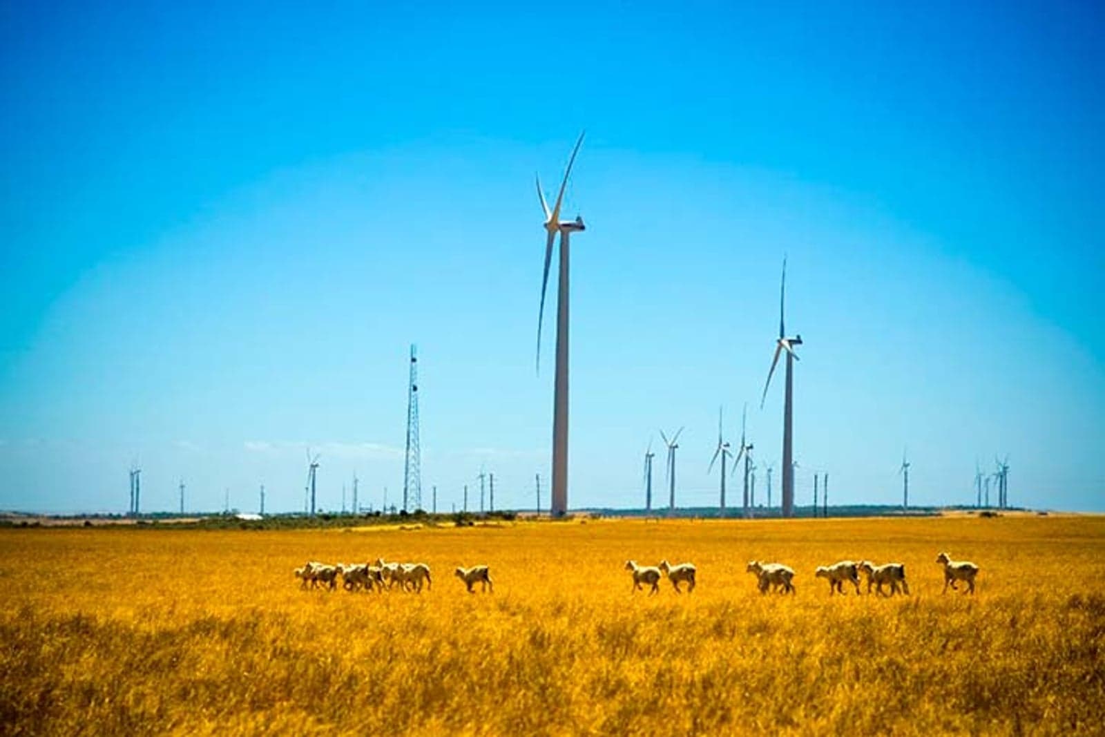 Iberdrola wind farm