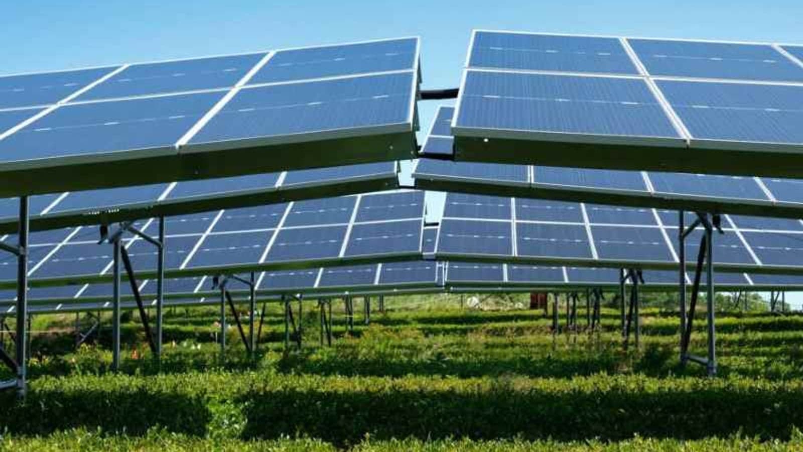 Blueberry farm agrivoltaic project launches in Maine
