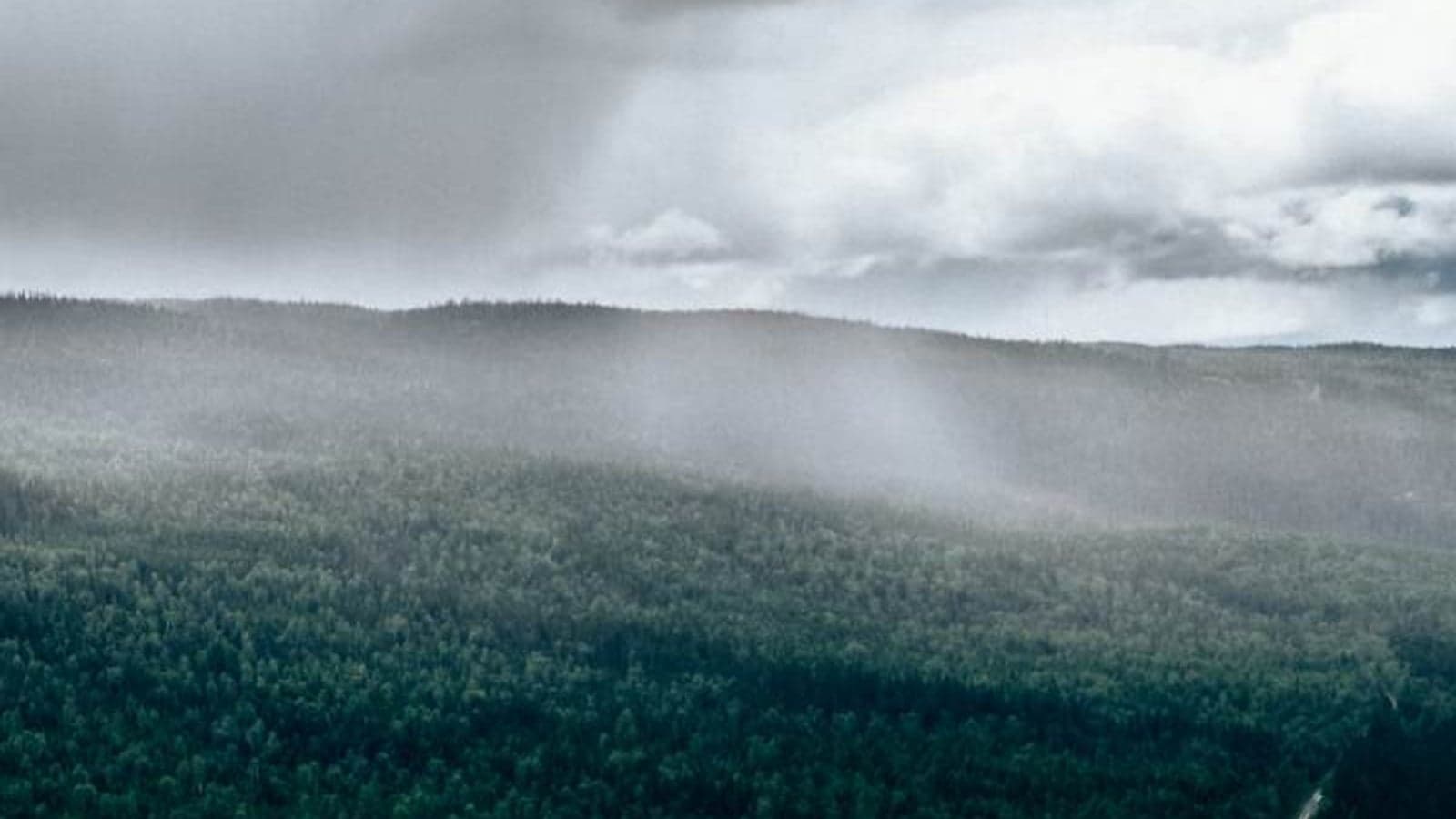 Northvolt turns to trees with wood-based batteries