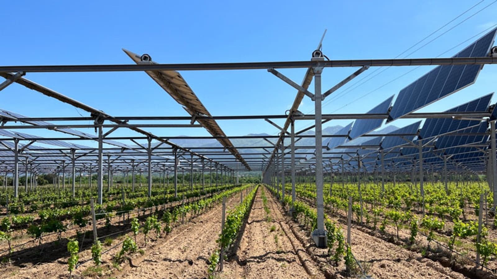 Examples of agrivoltaics deployments.