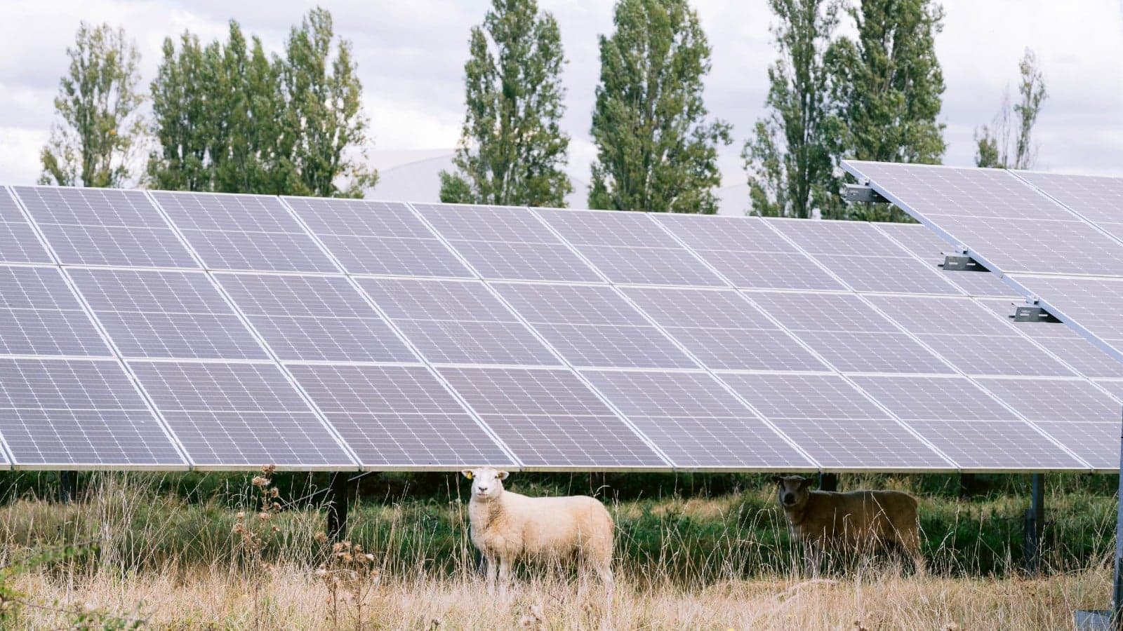 Greenberry solar farm