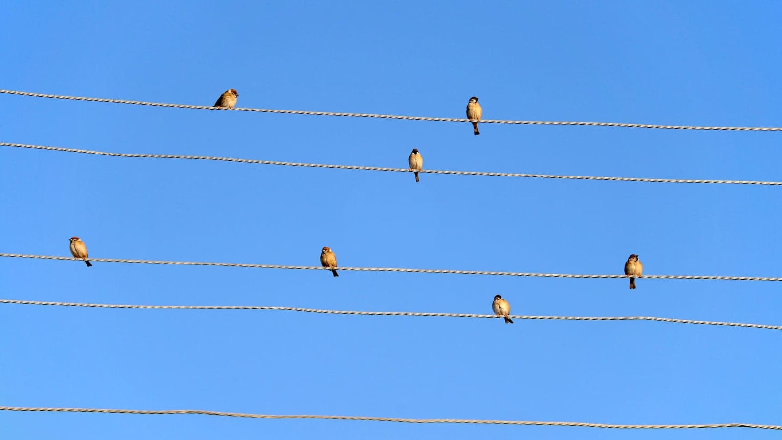 Finland’s Elenia installs grid bird balls to ward overhead line