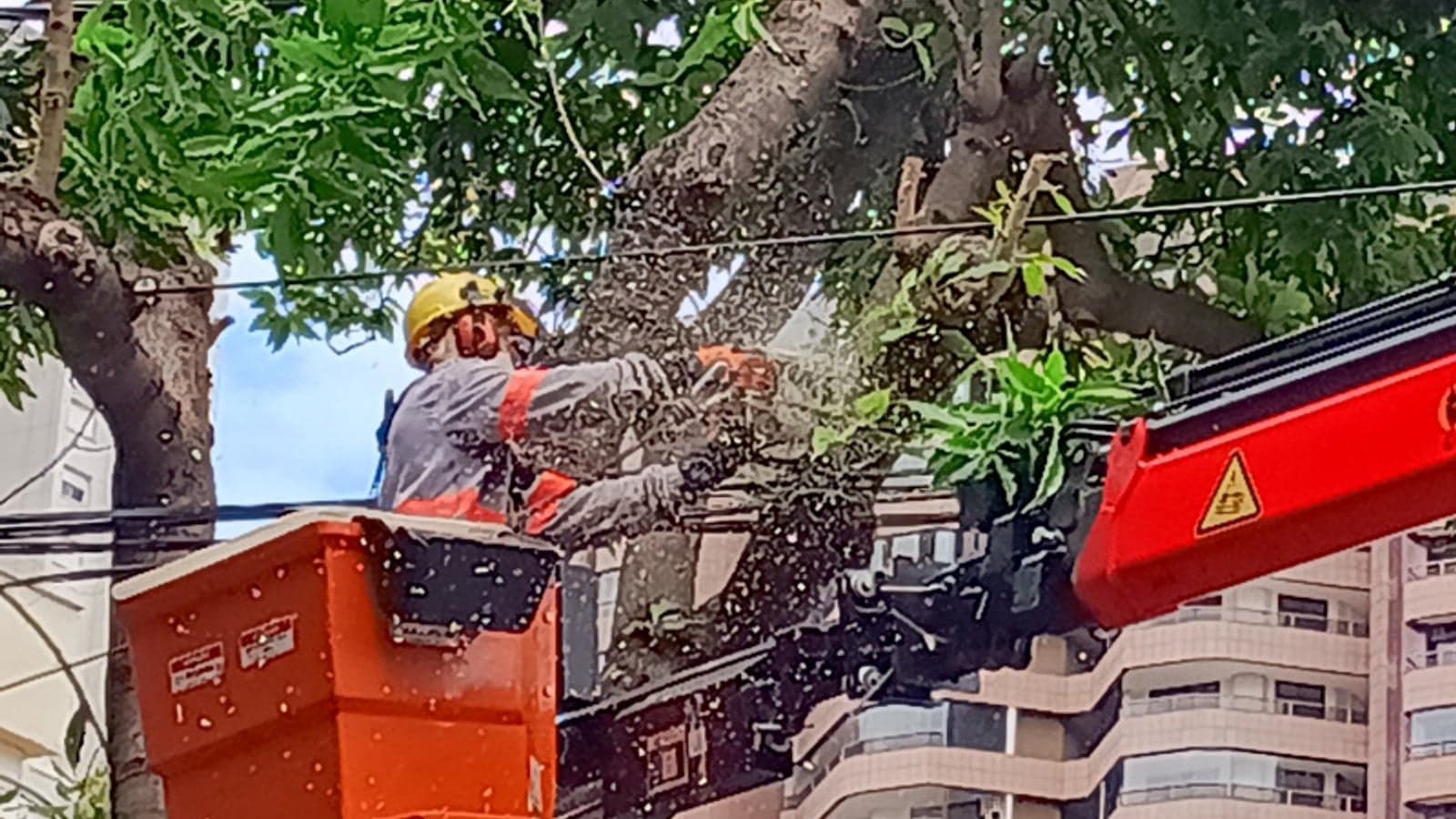 Cemig harnesses georeferencing for tree prunings