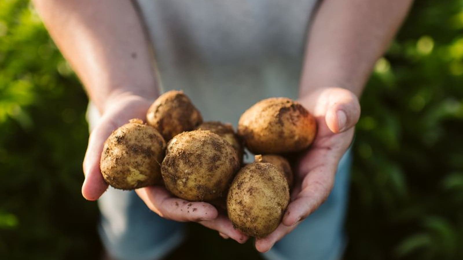 Flexibility for potatoes: PepsiCo helps stabilise the Dutch power grid