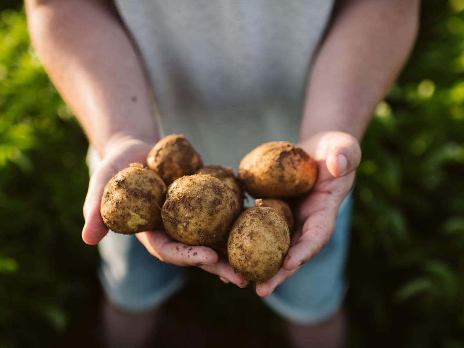 Downloaded from: https://www.pepsico.com/mediadownload-item/potatoes-from-a-field-in-spain